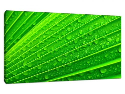 Soaked Green Featured Product Canvas